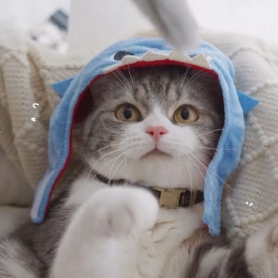 Toni Gonzaga avatar